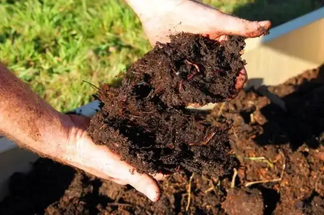 Ile kompostu do ziemi? Odpowiednia dawka dla zdrowego ogrodu