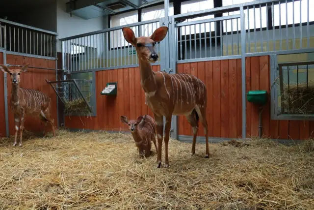 Antylopy w śląskim ogrodzie zoologicznym, opinie o tym miejscu są pozytywne. Matka z małym w stajni.