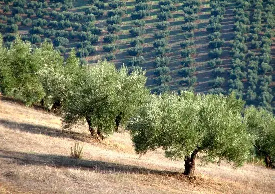 Gdzie rosną oliwki? Odkryj najlepsze regiony i ich klimat