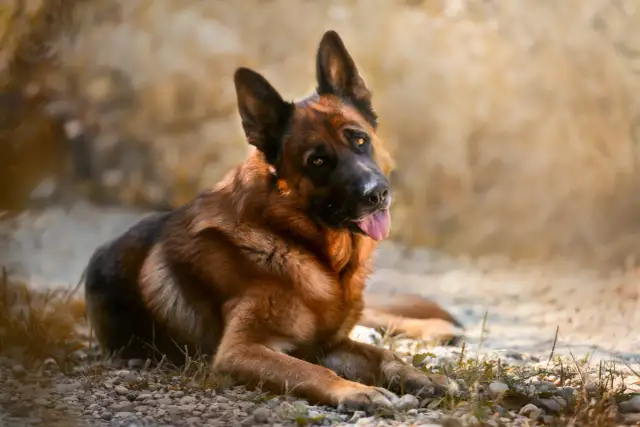 Piękny owczarek niemiecki leży na kamieniach. Jego waga jest typowa dla tej rasy, ok. 30-40 kg.