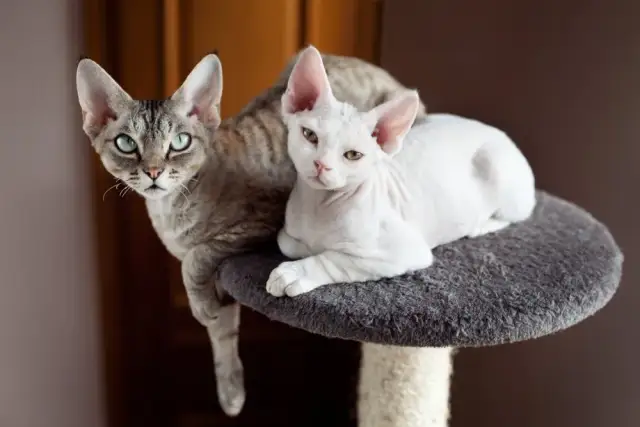 Długość życia Devon Rex: Co wpływa na ich zdrowie i witalność?