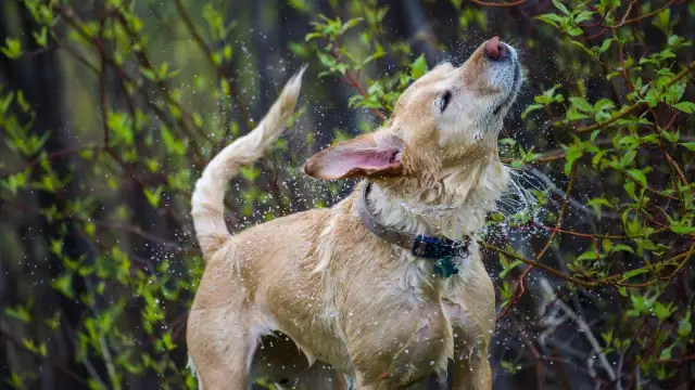 Un perro mojado se sacude vigorosamente, salpicando agua por todas partes. Es un momento divertido que explica porque se sacuden los perros.