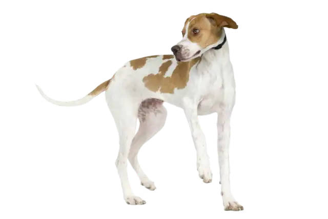 Un elegante pointer inglés, con manchas marrones sobre blanco, mira atentamente a un lado.