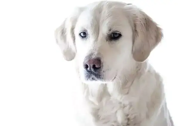 Czy Golden Retriever często choruje? Kompletny przewodnik zdrowia