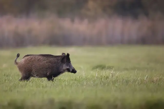 Jak szybko biega dzik? Zaskakujące fakty o prędkości dzików