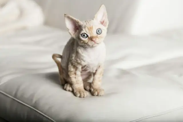 Devon Rex Bydgoszcz - znajdź idealnego kota dla siebie
