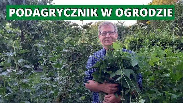 Jak skutecznie pozbyć się podagrycznika z ogrodu - 5 sprawdzonych metod