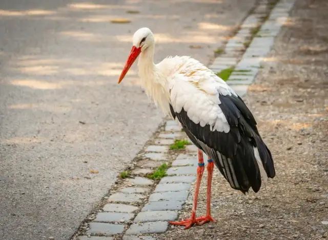 Ile lat żyje bocian? Odkryj zaskakujące fakty o ich żywotności