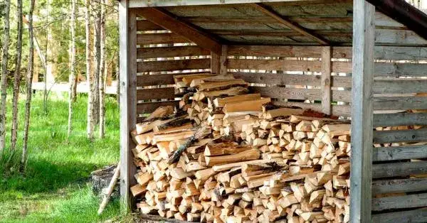 Jakie drzewo na ognisko? Oto najlepsze wybory do udanego ogniska