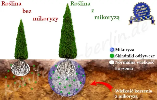 Czy tuje mają duże korzenie? Jak uniknąć problemów z systemem korzeniowym żywotników