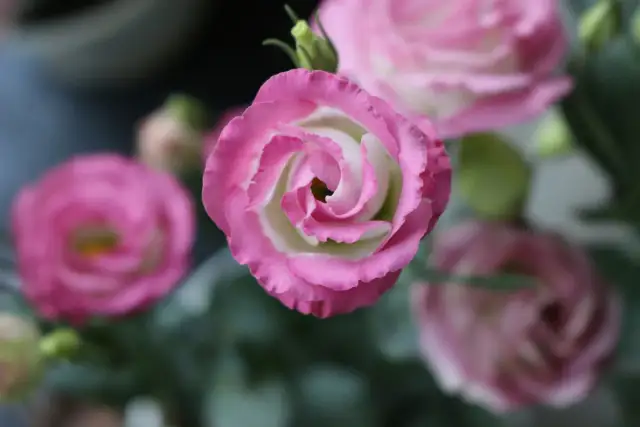 Eustoma kiedy kwitnie – poznaj tajemnice jej pięknego kwitnienia