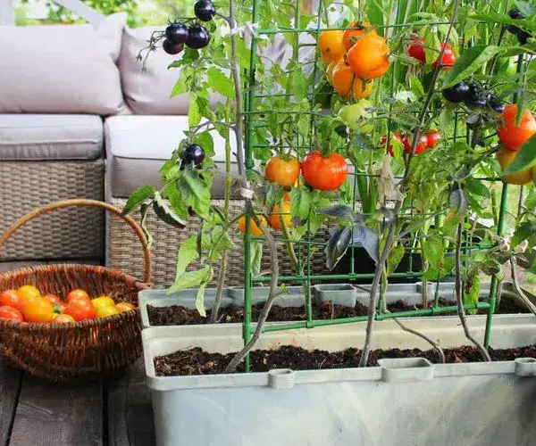 Jak uprawiać pomidory na balkonie – proste sposoby na sukces