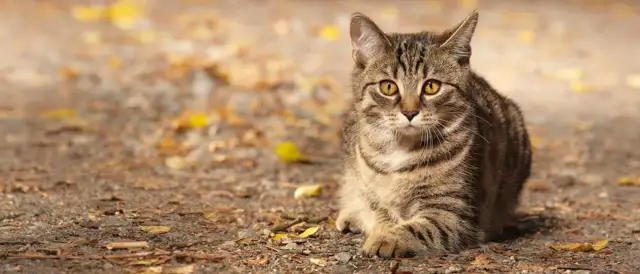 Jak rozpoznać ruję u kotki? Objawy, które zaskoczą każdego właściciela