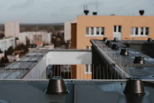 Jak chronić dach przed ptakami? Skuteczne i humanitarne metody