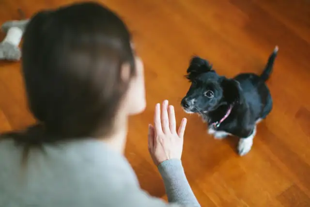 Czarny piesek uczy się komend. To początek nauki, jak wytresować maltańczyka, choć to nie maltańczyk.