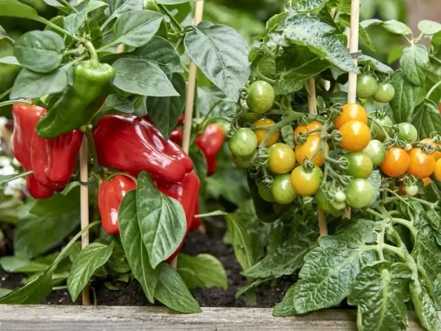 Jak uprawiać warzywa: proste sposoby na zdrowe plony w ogrodzie