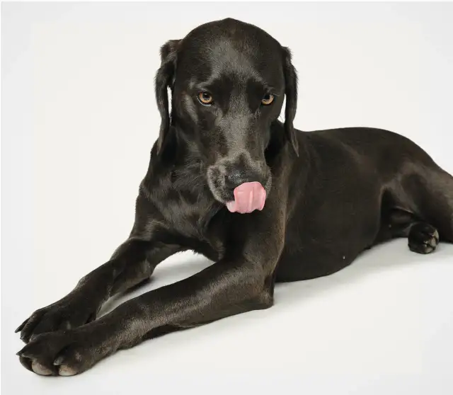 Wann ist mein Hund ausgewachsen? Wichtige Anzeichen und Tipps