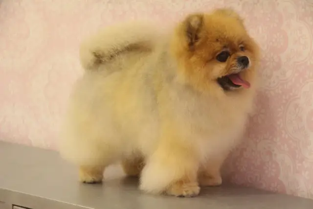 Pomeranian sierść czy włosy? Odkryj, co musisz wiedzieć o pielęgnacji