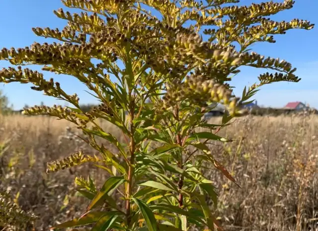 Nawłoć kiedy kwitnie - poznaj kluczowe okresy kwitnienia rośliny