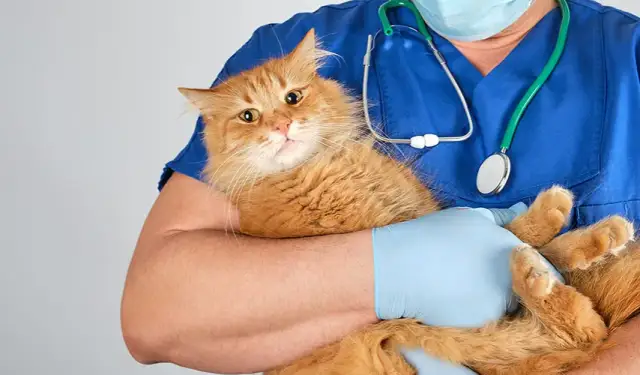 Czy można wysterylizować kotkę w ciąży? Ryzyko i alternatywy