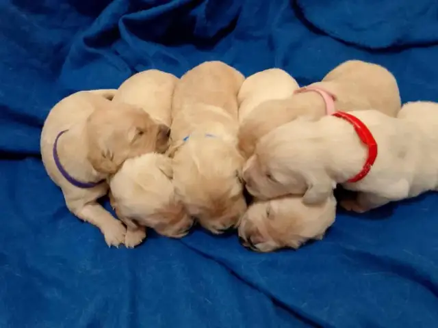 Szczenięta golden retriever na sprzedaż w Île-de-France - sprawdź oferty