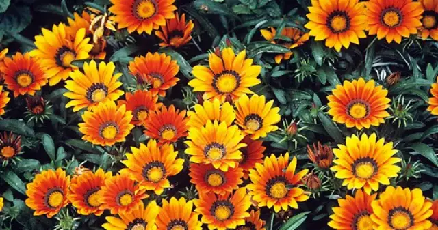 Kiedy siać gazanie, aby uniknąć błędów w uprawie?