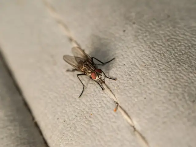 Jak pozbyć się much z tarasu? 3 kroki do spokoju!