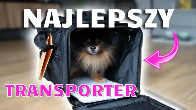 Transporter do samolotu dla psa: jak uniknąć problemów w podróży