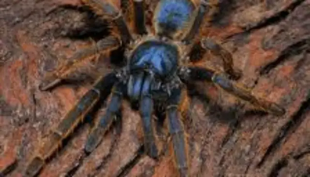 Co robią pająki? Fascynujące zachowania i ich rola w ekosystemie