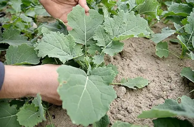 Jakie nawozy pod rzepak zapewnią najwyższe plony i zdrowie roślin?