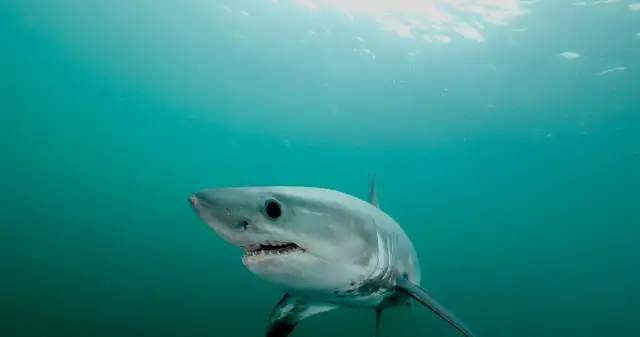 Czy rekiny są w Bałtyku? Fakty o ich obecności i bezpieczeństwie