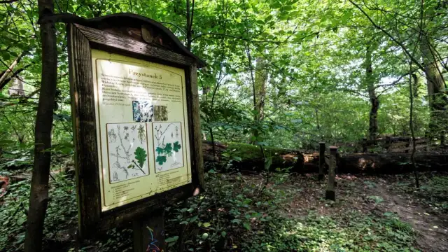 Rezerwat przyrody Lisia Góra – odkryj unikalne piękno i ochronę