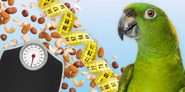 Papuga drży, puszy się na dnie? Pilna pomoc i przyczyny.