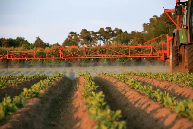 Traktor wykonuje oprysk na chwasty w ziemniakach. Rozpylacz opryskuje młode rośliny w rzędach.
