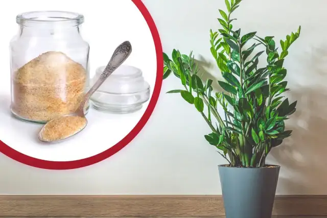 Nawóz z żelatyny do jakich kwiatów? Odkryj najlepsze rośliny do nawożenia