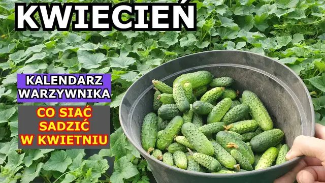 Jakie warzywa siać w kwietniu, aby uniknąć rozczarowań w ogrodzie