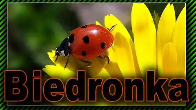 Jak biedronki się rozmnażają – zaskakujące fakty o ich cyklu życia