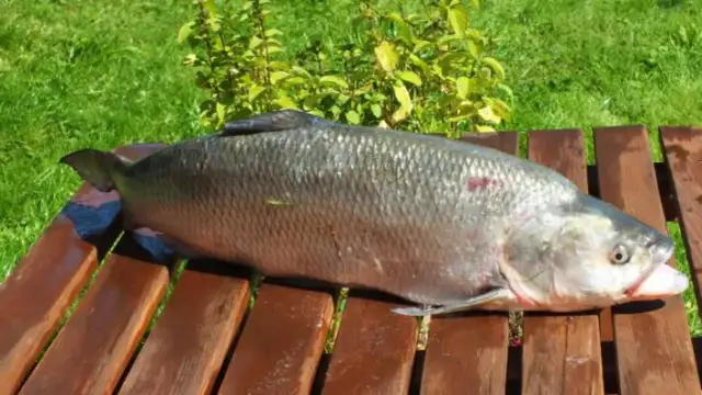 Ukleja – poznaj jej tajemnice, zachowanie i skuteczne metody łowienia