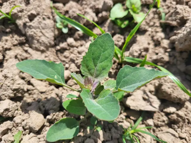 Jak skutecznie zwalczać komosę białą i uniknąć jej szkodliwości