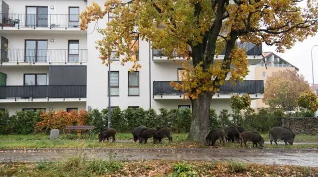 Co robić, gdy dziki na osiedlu stają się zagrożeniem?