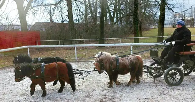 Hipologia i jeździectwo Lublin - unikalny program studiów dla pasjonatów koni