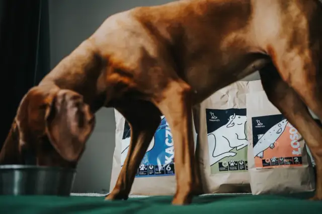 Jaka karma dla psa który się drapie: wybierz najlepsze opcje dla zdrowia skóry