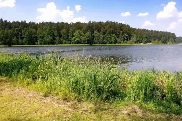 Rezerwat przyrody Bachotek - odkryj unikalną florę i faunę tego miejsca