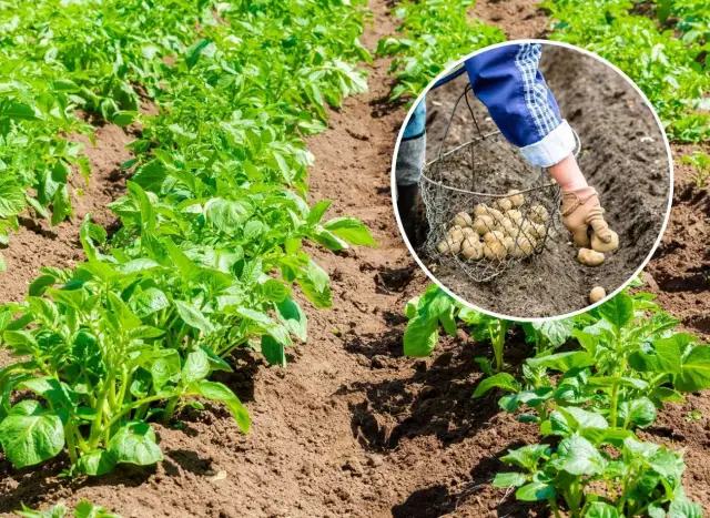 Jak głęboko sadzić ziemniaki, aby uniknąć błędów i uzyskać plony?