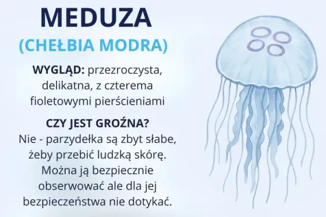 Bałtyk: Fascynujące zwierzęta polskiego wybrzeża. Czy są niebezpieczne?