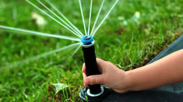 Ile minut podlewać trawnik zraszaczem, aby uniknąć przesuszenia?