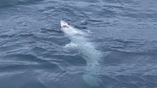 Rekiny na Wyspach Kanaryjskich: Prawda o bezpieczeństwie
