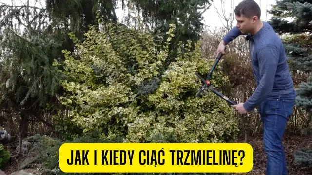 Jak przycinać trzmielinę na pniu, by uniknąć błędów i uzyskać zdrowe rośliny