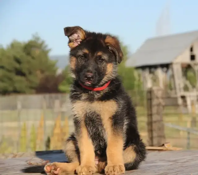 Linienie owczarka niemieckiego: Kiedy i jak pomóc szczeniakowi?
