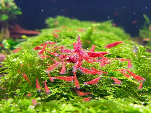 Jak rozmnażają się krewetki red cherry - sekrety udanej hodowli